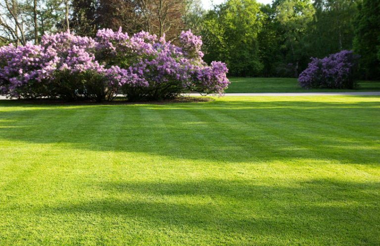 how-to-grow-the-perfect-lawn.png
